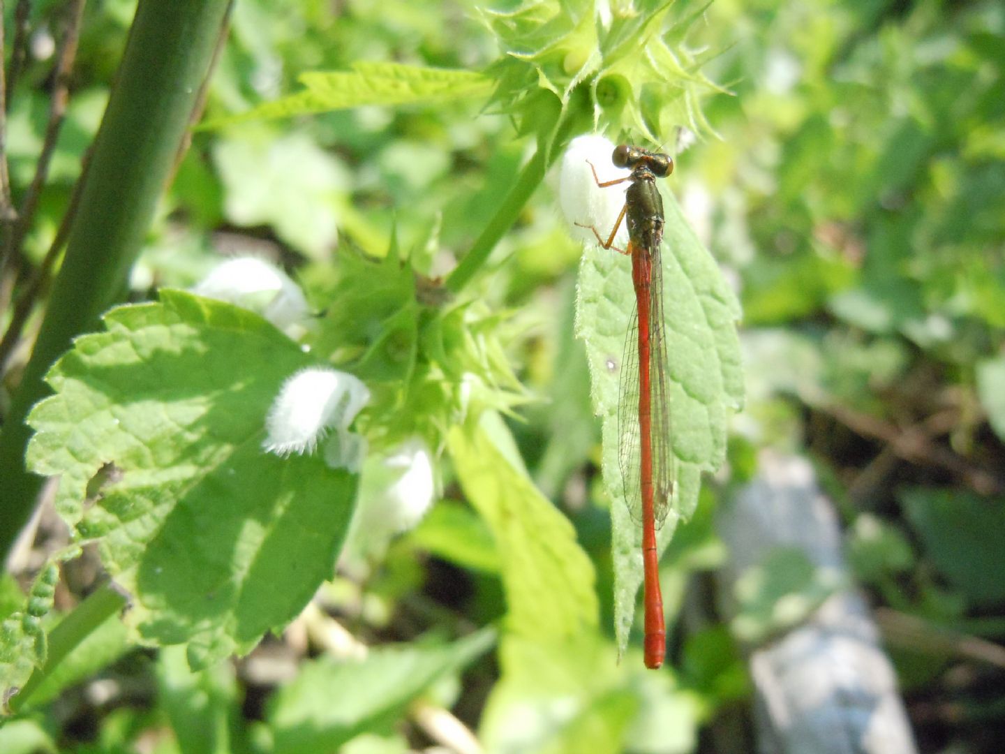 Ceriagrion tenellum,  maschio